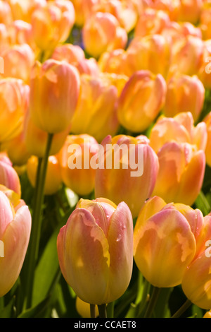 Terrain avec de belles tulipes colorées en avril en fleurs Banque D'Images