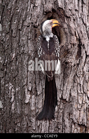 Yellowbilled sud calao au nid Banque D'Images