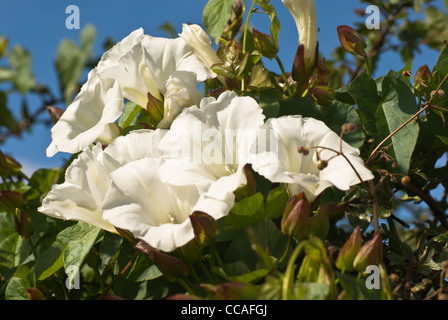 Plante, fleur sauvage, de couverture des mauvaises herbes, fleurs blanches bind Banque D'Images