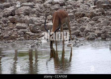 Face noire potable impala Banque D'Images