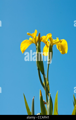 Plante, fleur sauvage, drapeau jaune Iris pseudacorus , Banque D'Images