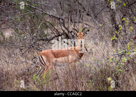 Impala ram en bordure de forêt en Afrique du Sud Banque D'Images