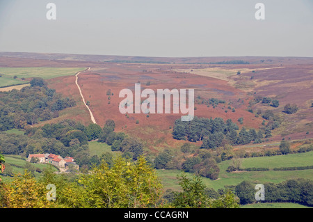 Bruyère pourpre sur les landes de North York où a la plus grande zone continue de landes de bruyère dans le nord de l'Angleterre. Banque D'Images