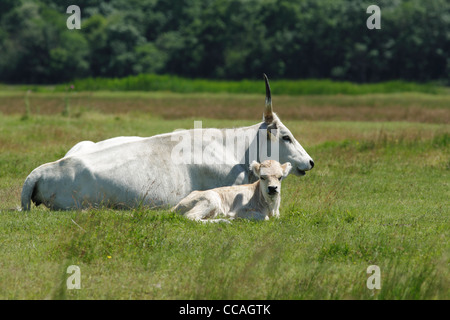 Bovins gris hongrois et son veau couché sur le sol dans un pré herbeux Banque D'Images