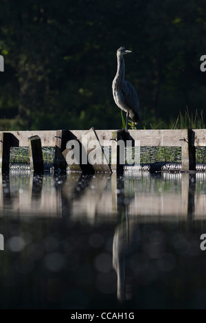 Les jeunes hérons cendrés (Ardea cinerea) perché sur fence Banque D'Images