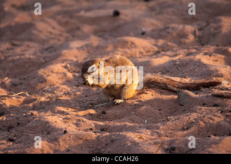 Spermophile de l'Afrique australe dans le désert d'alimentation Banque D'Images