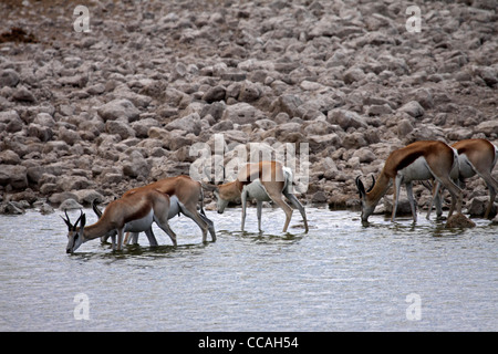 Springbok troupeau boire au point d'eau Banque D'Images