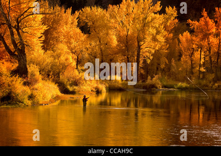 Pêcheur de mouche spey casting pour la truite Truite arc-en-Autumns lumière dorée, Salmon River, Idaho Principal Banque D'Images