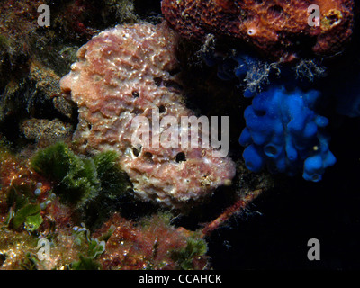 Détails de quelques éponges de la mer méditerranée Banque D'Images