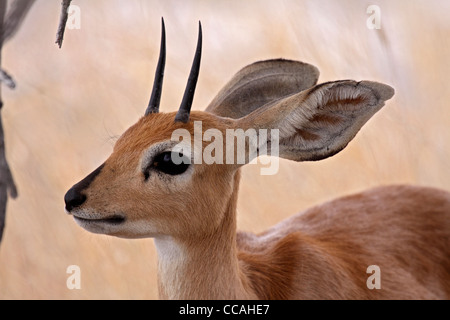 Steenbok ram close up Banque D'Images