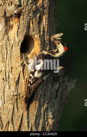 Pic syrien (Dendrocopus syriacus) mâle à son nid avec une espèce dans son bec Banque D'Images