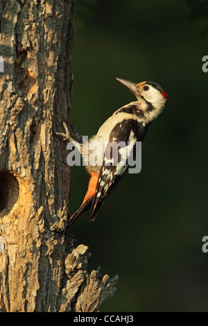 Pic syrien (Dendrocopus syriacus) mâle approche de son nid Banque D'Images