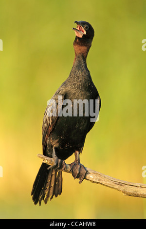 Cormoran pygmée (Phalacrocorax pygmeus) Banque D'Images