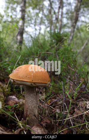 Bouleau Orange Bolet (versipelle le Leccinum) Banque D'Images