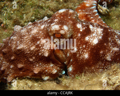 Octopus vulgaris dans la mer méditerranée Banque D'Images