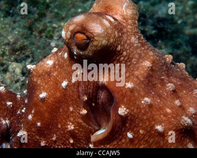 Octopus vulgaris dans la mer méditerranée Banque D'Images