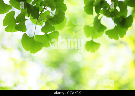 Feuilles de ginkgo, l'accent peu profondes. Banque D'Images