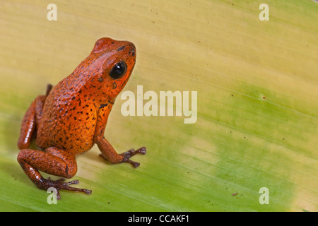 Red poison dart frog, Oophaga pumilio (t0 t0) de la forêt tropicale de Panama Banque D'Images