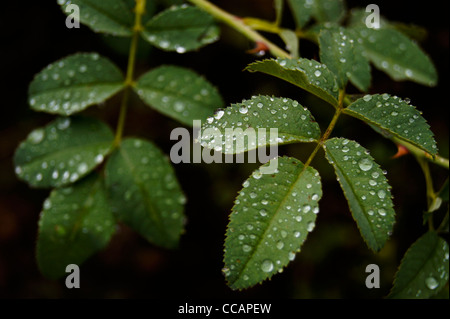 Gouttes de pluie sur les hanches de rose feuilles Banque D'Images