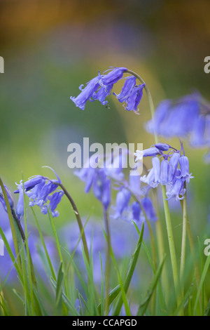 Printemps bluebells (hyacinthoides non scripta), comté de Fermanagh, Irlande du Nord, Royaume-Uni. Banque D'Images