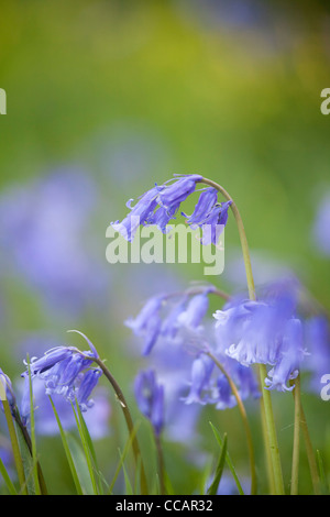 Printemps bluebells (hyacinthoides non scripta), comté de Fermanagh, Irlande du Nord, Royaume-Uni. Banque D'Images