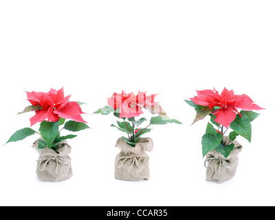Trois fleurs en pot poinsettia rouge dans des sacs de lin sur fond blanc Banque D'Images