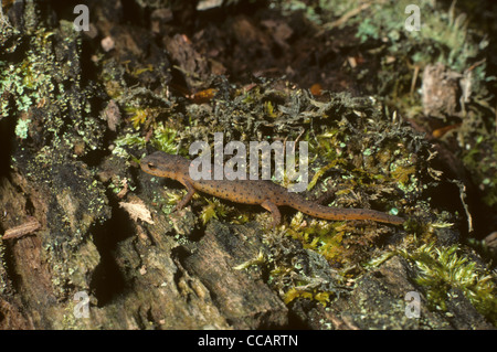 Rouge Newt. Notophthalmus viridescens (Ontario). Canada Banque D'Images