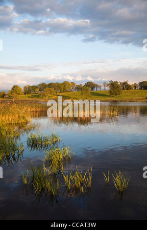 Soirée calme le long de la rivière Shannon, près de Carrick on Shannon, Irlande, Comté de Leitrim. Banque D'Images