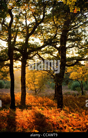 Lumière du soir sur l'automne, en bois de chêne, bois Erriff le Comté de Mayo, Irlande.