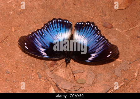 Diadème bleu papillon (Hypolimnas salmacis : Nymphalidae), homme mares en forêt tropicale, le Ghana. Banque D'Images