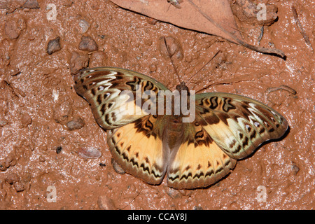 Commandant commun (Papillon Euryphura chalcis : Nymphalidae), les mares en forêt tropicale, le Ghana. Banque D'Images