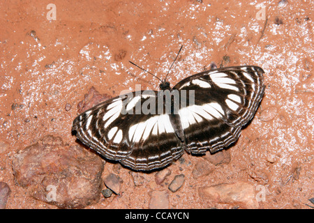 Butterfly (strigata Neptis : Nymphalidae) puddlage dans rainforest, au Ghana. Banque D'Images