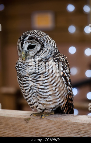 Owl Strix chacoensis Chaco Banque D'Images