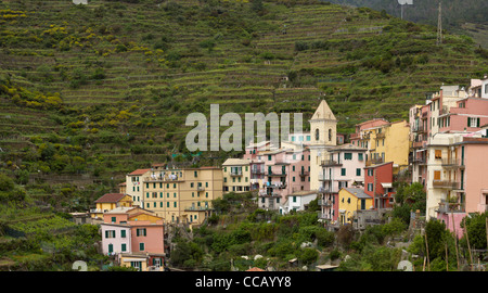 Manarola - partie de la pittoresque région des Cinque Terre de la Ligurie, Italie Banque D'Images