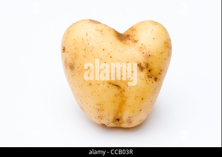 En forme de coeur de pomme de terre 'Vivaldi' Banque D'Images