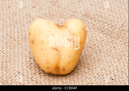 En forme de coeur de pomme de terre 'Vivaldi' Banque D'Images