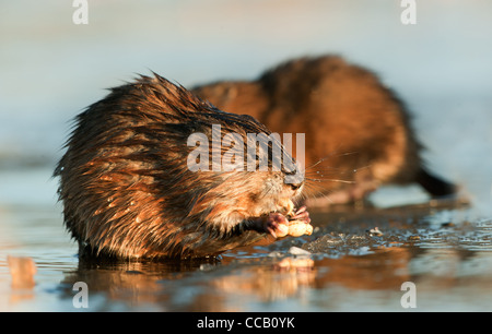 Le rat musqué (Ondatra zibethicus) sous l'eau alimentation ampoules sur les bord de la glace, Banque D'Images