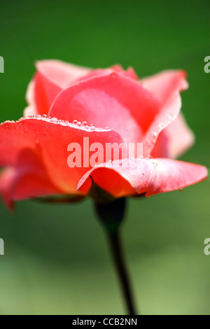 Belle rose rose frais avec la rosée du matin, gros plan sur la fleur de jardin Banque D'Images