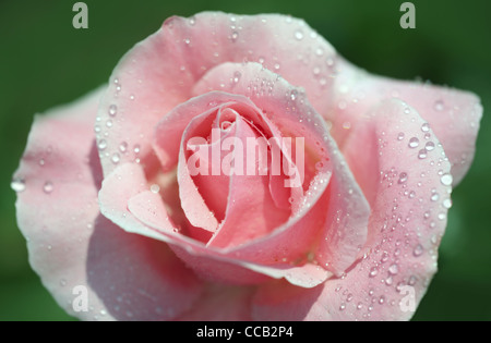 Belle rose rose frais avec la rosée du matin, gros plan sur la fleur de jardin Banque D'Images