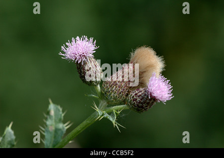 Fleurs et des graines de chardon des champs (Cirsium arvense). Banque D'Images