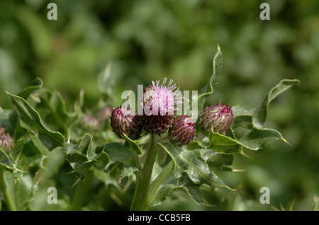 Fleurs et des graines de chardon des champs (Cirsium arvense). Banque D'Images