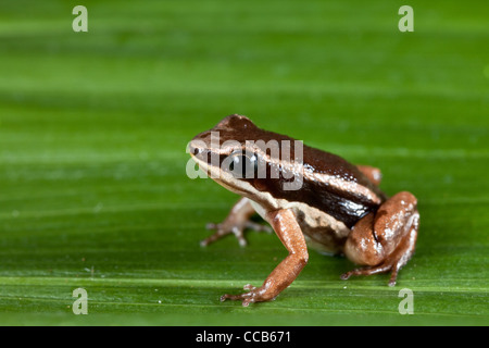 Rocket grenouille dans la forêt tropicale amazonienne d'amphibiens exotiques tropicaux Colostethus talamancae Banque D'Images