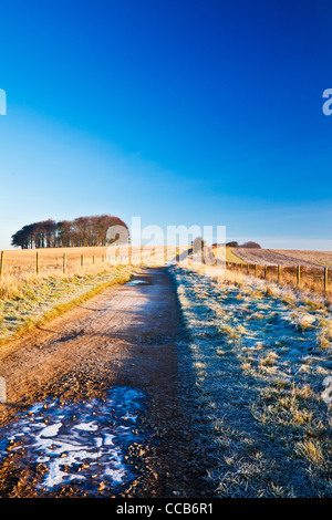 Un matin d'hiver glacial sur le chemin d'accès à longue distance Ridgeway Hackpen Hill, Wiltshire, England, UK Banque D'Images