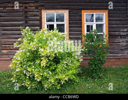 Bâtiment en bois à fleurs près de Bush Banque D'Images