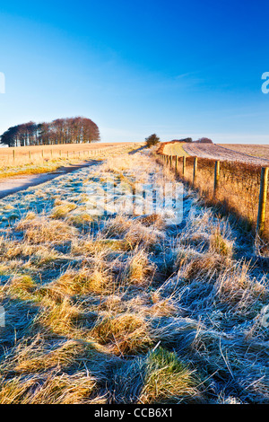 Un matin d'hiver glacial sur le chemin d'accès à longue distance Ridgeway Hackpen Hill, Wiltshire, England, UK Banque D'Images