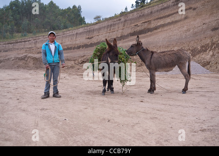 Un vieux de vingt ans avec ses deux mulets sur le côté de la route avec un chargement de grains utilisés pour l'alimentation animale. Banque D'Images