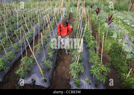 La pulvérisation des champs agricoles agriculteurs pesticides Yogyakarta Indonésie Banque D'Images