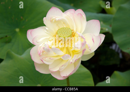 Fleur de Lotus - Nelumbo lutea, 'Mrs. Perry D. Slocum' Banque D'Images