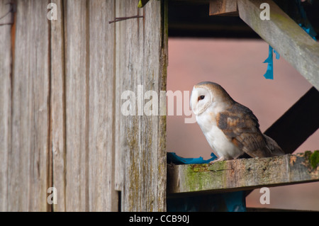 Effraie des clochers (Tyto alba) assis dans un derilict farm barn Banque D'Images