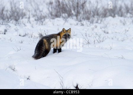 Cross Fox (le renard roux, Vulpes vulpes) la chasse dans la neige de l'Arctique près de Prudhoe Bay, versant nord, l'Alaska en Octobre Banque D'Images
